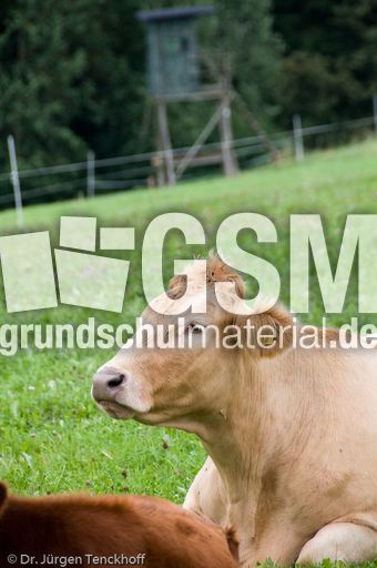 Hausrind (142 von 174).jpg